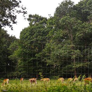 Barasingha Enclosure at Haute-Touche, 14/06/18