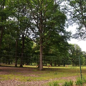 Mesopotamian Fallow Deer Enclosure at Haute-Touche, 14/06/18