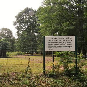 Japanese Sika Enclosure  at Haute-Touche, 14/06/18