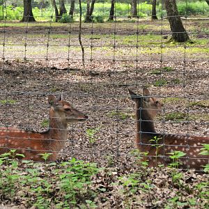 Japanese Sika at Haute-Touche, 14/06/18