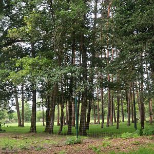 Rear of Waterbuck/Eland/Ostrich/Blesbok/Ankole Enclosure at Haute-Touche, 14/06/18