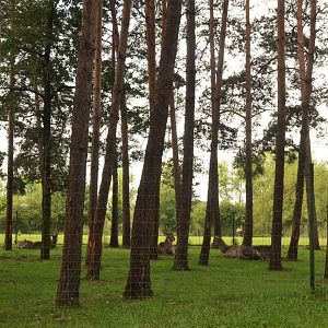 Rear of Waterbuck/Eland/Ostrich/Blesbok/Ankole Enclosure at Haute-Touche, 14/06/18