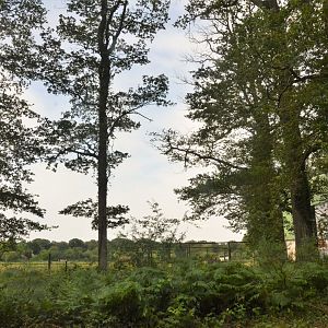Rear of European Bison Enclosure at Haute-Touche, 14/06/18