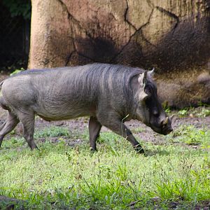 Common Warthog