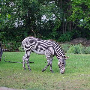 Grevy's Zebra