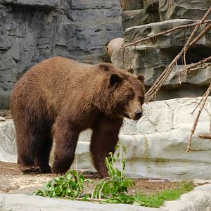 Grizzly Bear