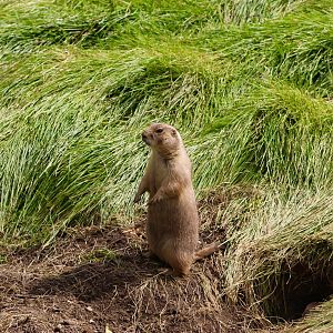Black-Tailed Prairie Dog