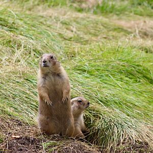 Black-Tailed Prairie Dogs