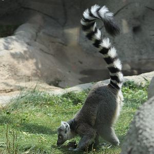 Ring-Tailed Lemur