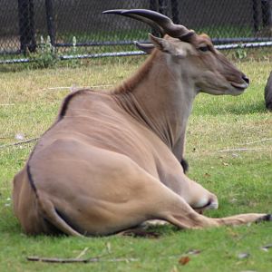 Common Eland