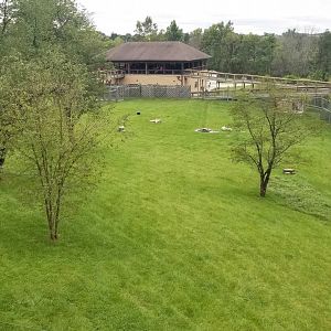 Sep. 2018 - Mid-sized Carnivore Conservation Center - 1.4 Acre Dhole Exhibit