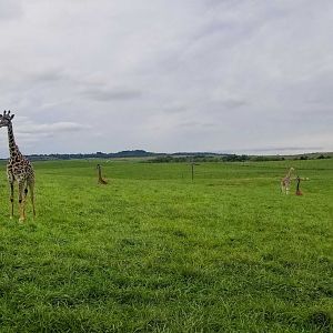 Sep. 2018 - 35 Acre Reticulated + Masai Giraffe Exhibit