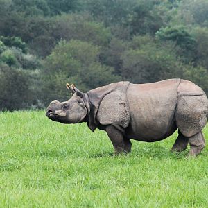 Sep. 2018 - Indian Rhinoceros