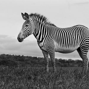 Sep. 2018 - Grevy's Zebra