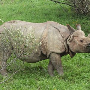 Sep. 2018 - Indian Rhinoceros