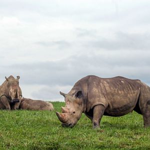 Sep. 2018 - Southern White Rhinos