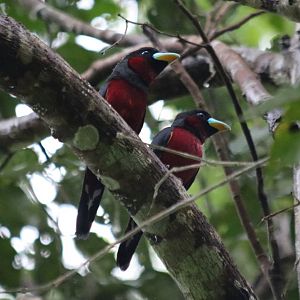 Black-and-red Broadbills - Cat Tien