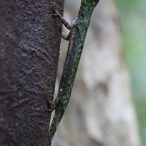 Draco sp. - Cat Tien