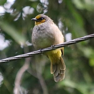 Stripe-throated Bulbul - Cat Tien