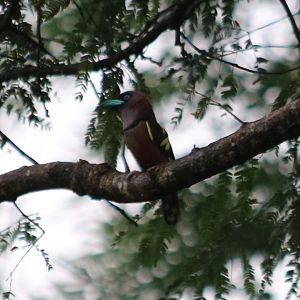 Banded Broadbill - Cat Tien