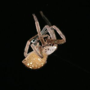 Spider at Night - Cat Tien