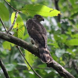 Crested Goshawk - Cat Tien