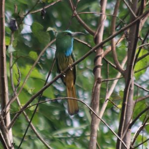Blue-bearded Bee-eater - Cat Tien