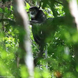 Black-shanked Douc - Cat Tien