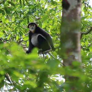 Black-shanked Douc - Cat Tien