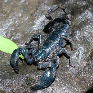 Big Black Scorpion - Cat Tien