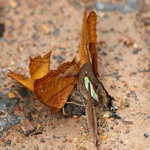 Butterflies - Cat Tien