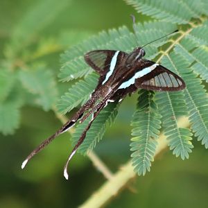 Some Sort of Butterfly Thing - Cat Tien