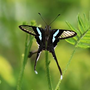 Some Sort of Butterfly Thing - Cat Tien