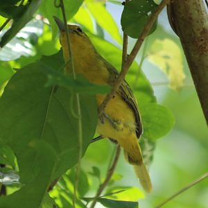 Great Iora - Cat Tien