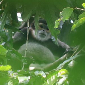 Black-shanked Douc - Cat Tien