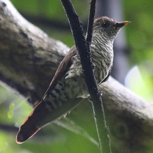 Female Violet Cuckoo - Cat Tien