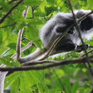Wee Baby Annamese Silvered Langur - Cat Tien