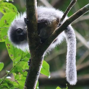 Wee Baby Annamese Silvered Langur - Cat Tien