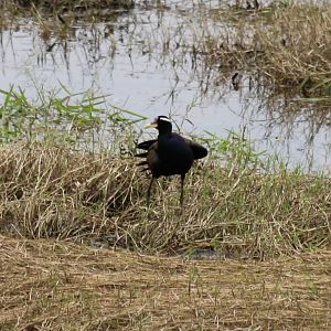 Bronze Winged Jacana - Cat Tien