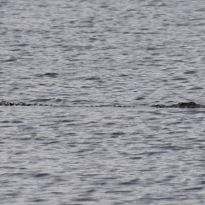Siamese Crocodile - Cat Tien