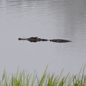 Siamese Crocodile - Cat Tien