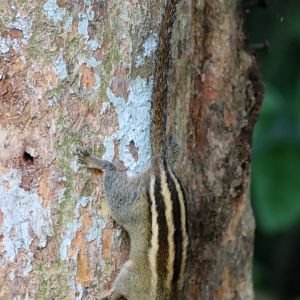 Cambodian Striped Squirrel - Cat Tien