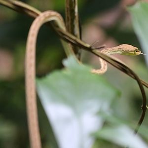 Oriental Vine Snake - Cat Tien