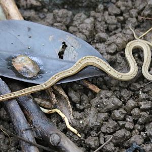 Small Snake of Some Kind - Cat Tien