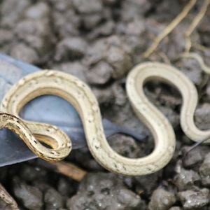 Small Snake of Some Kind - Cat Tien