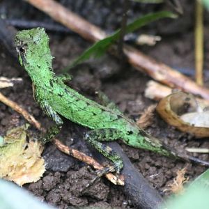 Green Lizard sp. - Cat Tien