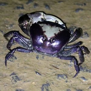 Freshwater Crab - Cat Tien