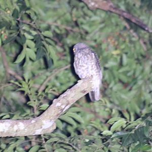 Brown Hawk-owl - Cat Tien