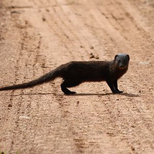 Small Asian Mongoose - Cat Tien