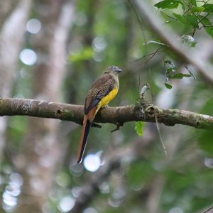 Orange-breasted Trogon - Cat Tien